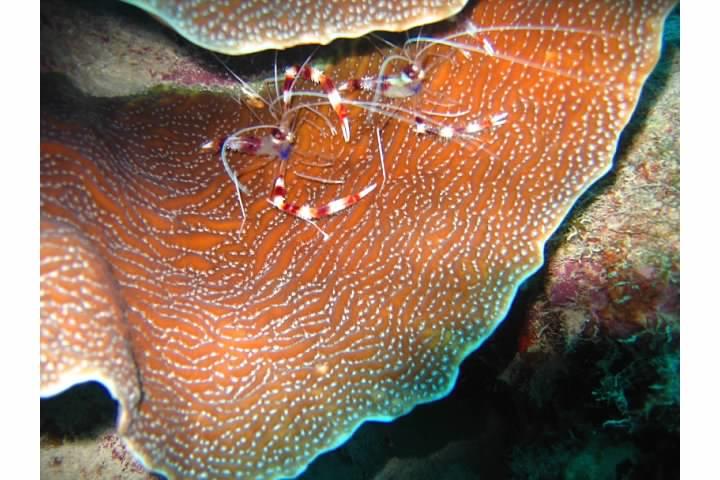 Banded coral shrimp