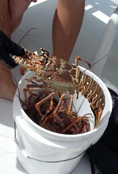Ft Lauderdale lobster season