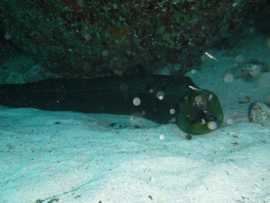 Moray Eel