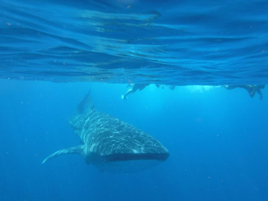 Whale Shark