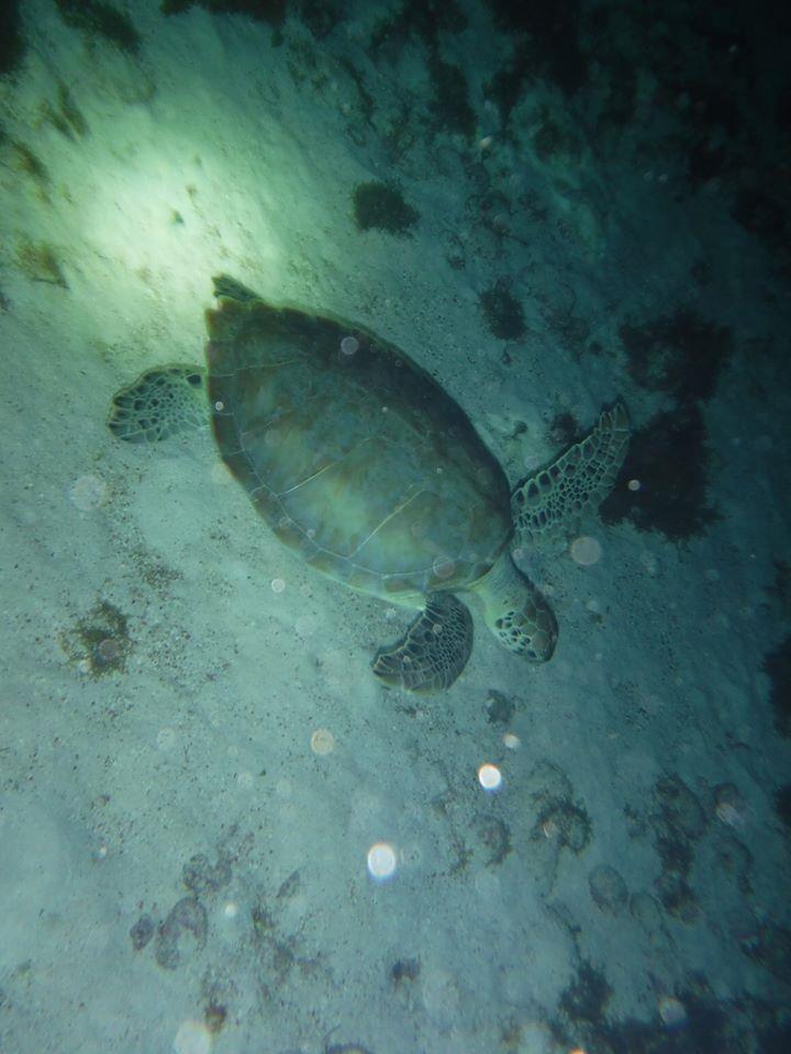 Turtle