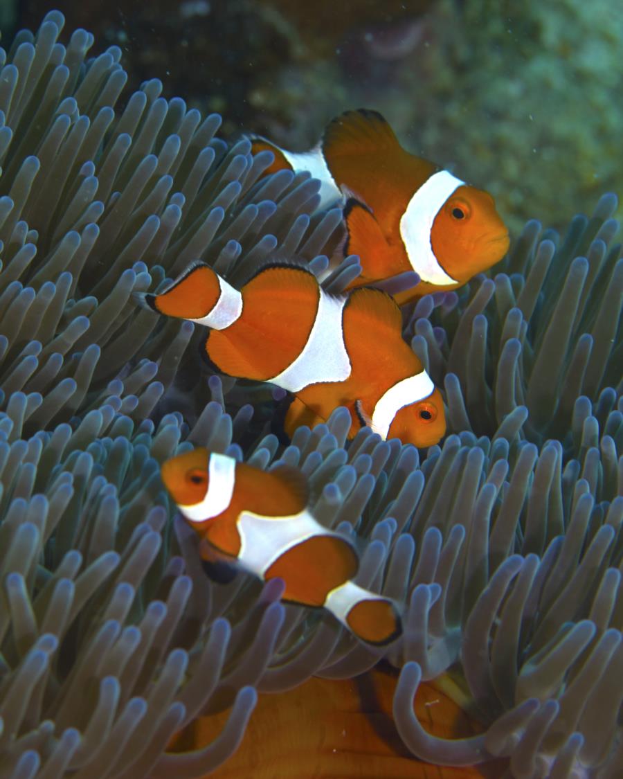 Marlin, Coral and Nemo