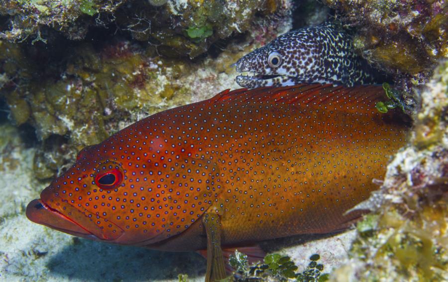 Moray Photobomb