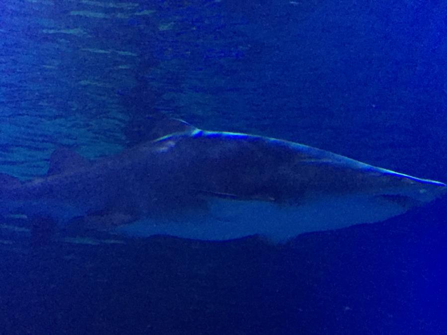 Sand Tiger Shark