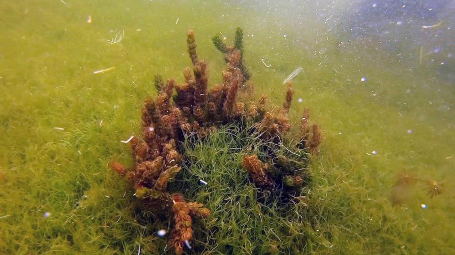 Starry Stonewort (invasive)