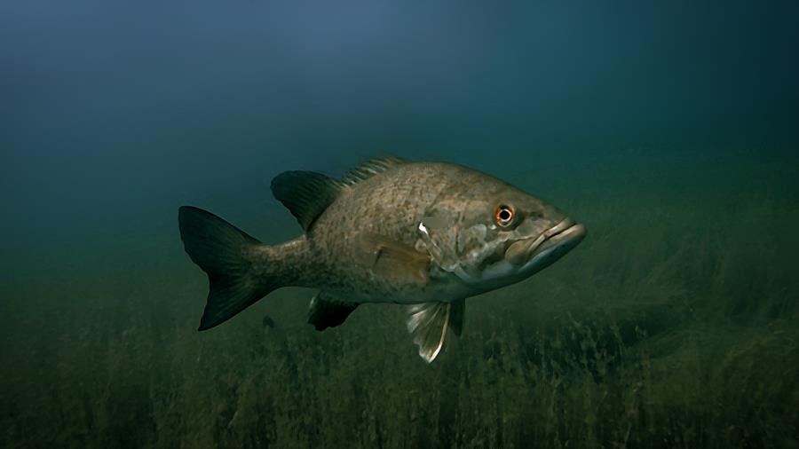 Big ole Small Mouth Bass