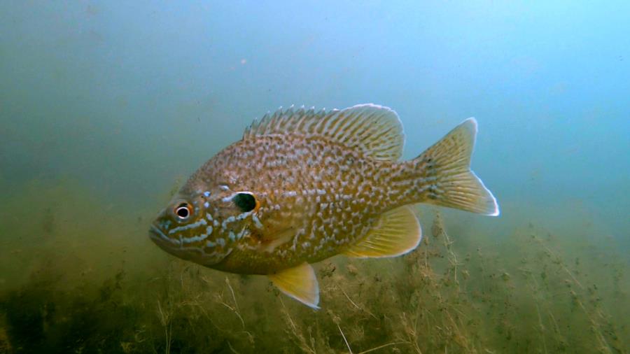 Fresh water Sunfish