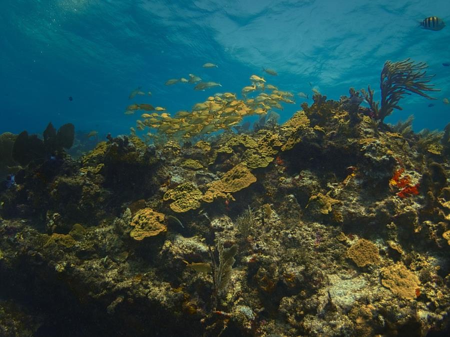 Cancun reef