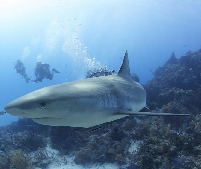 Shark