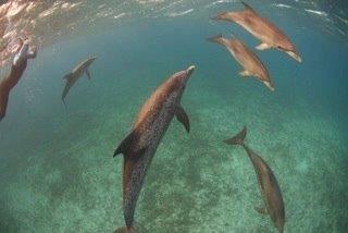 Dolphins