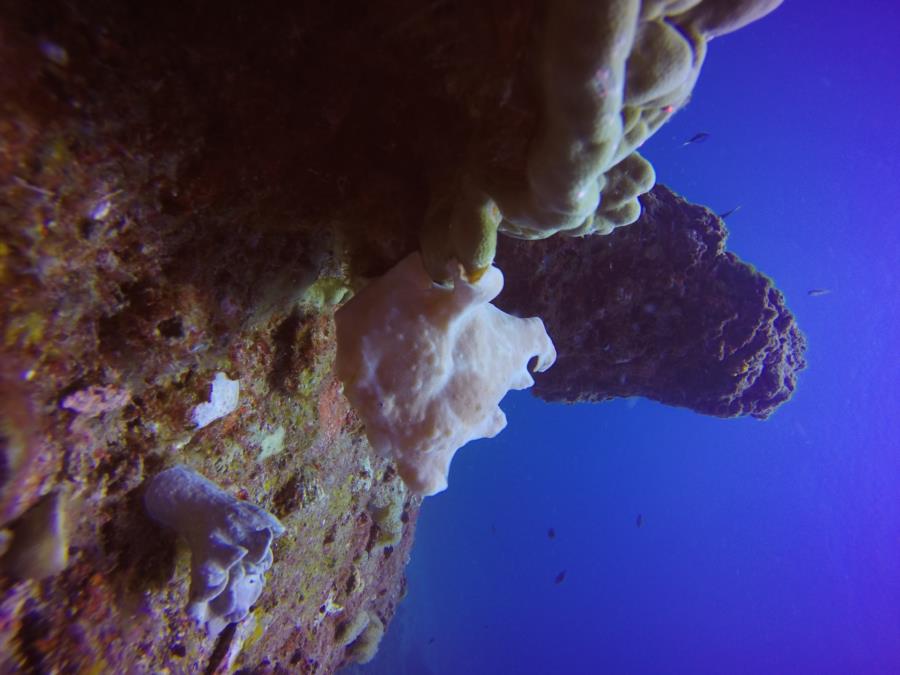 Frog fish