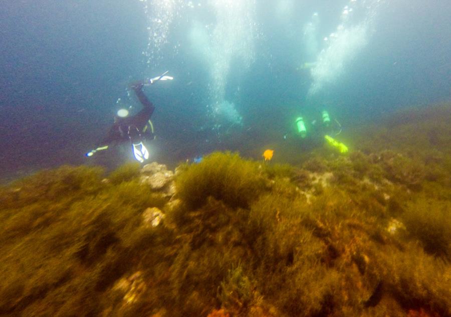 Catalina- Isthmus Reef