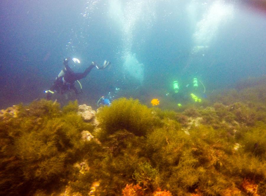 Catalina- Isthmus Reef