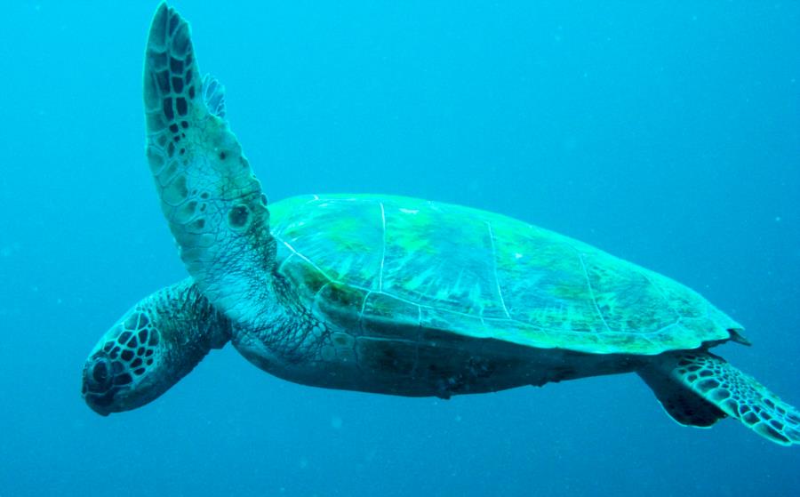 swimming turtle in Moalboal
