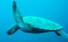 swimming turtle in Moalboal