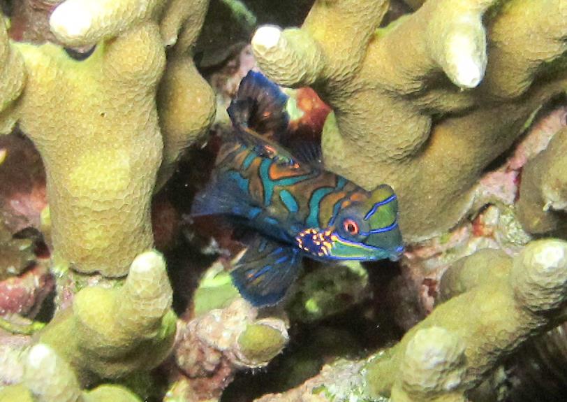 Mandarin fish in Moalboal