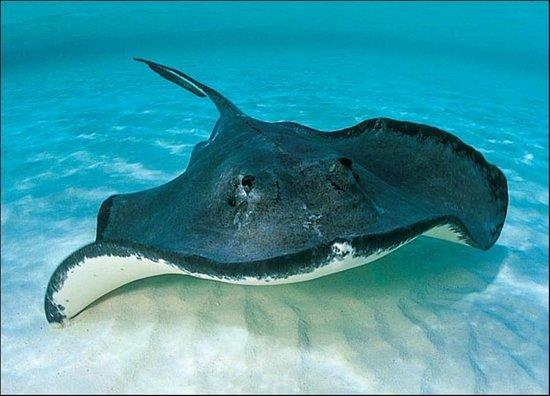 stingray city