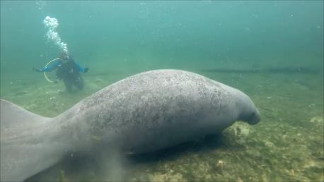 Manatee mama