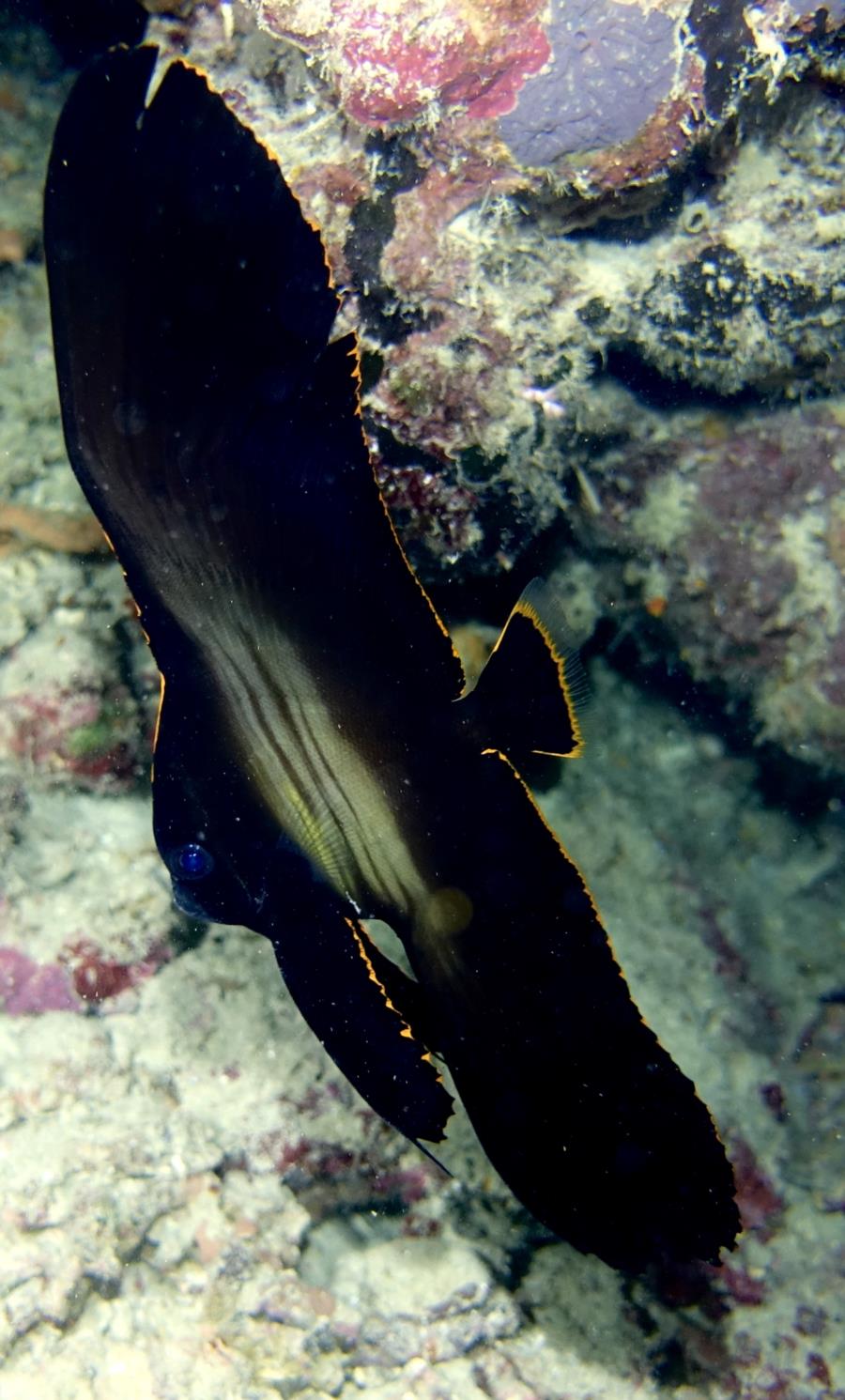 Bat fish