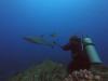 Galapagos Shark