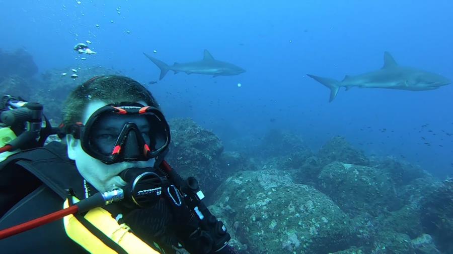 Galapagos Sharks Darwin Island