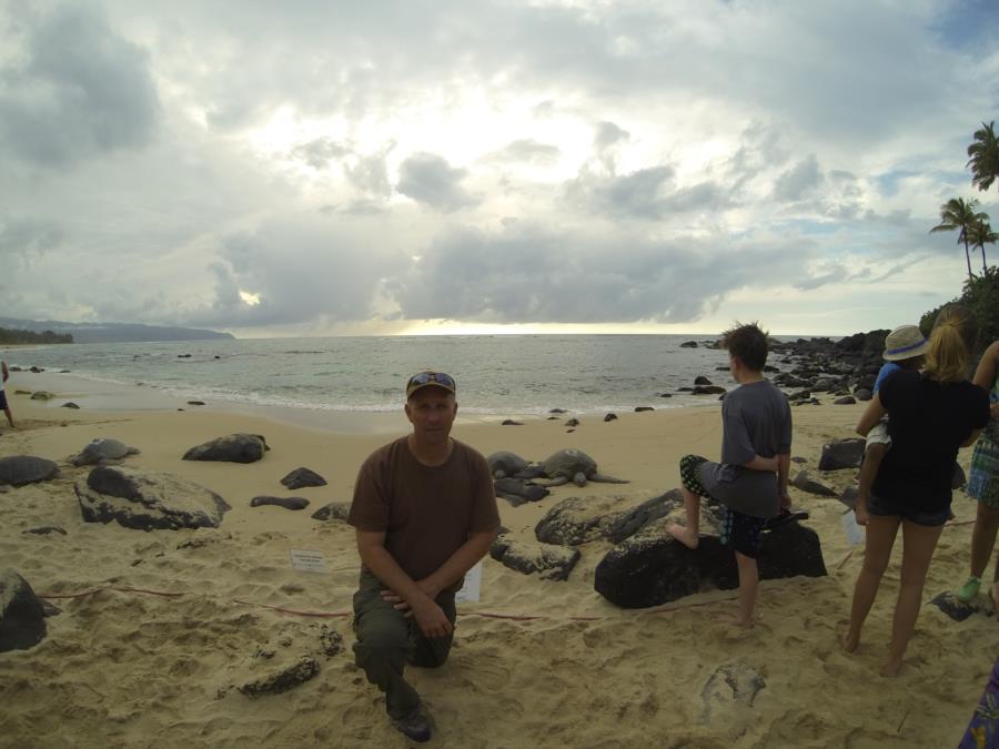 Sea Turtles on Beach