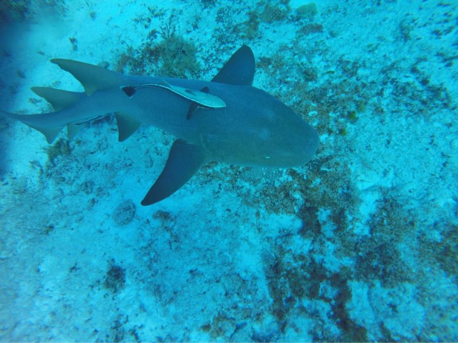 Reef Shark and baby