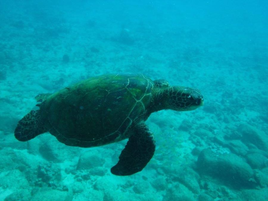 Sea Turtle at Koloa Landing (01/05/2017)