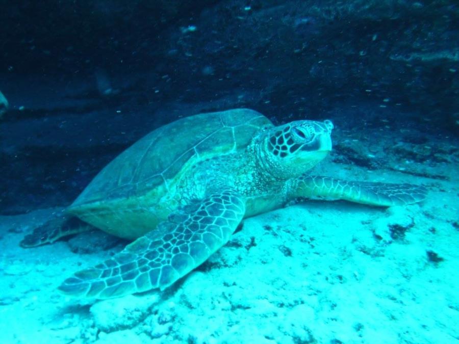 Sea Turtle at Fantasy Reef in Oahu, HI (02/19/2017)