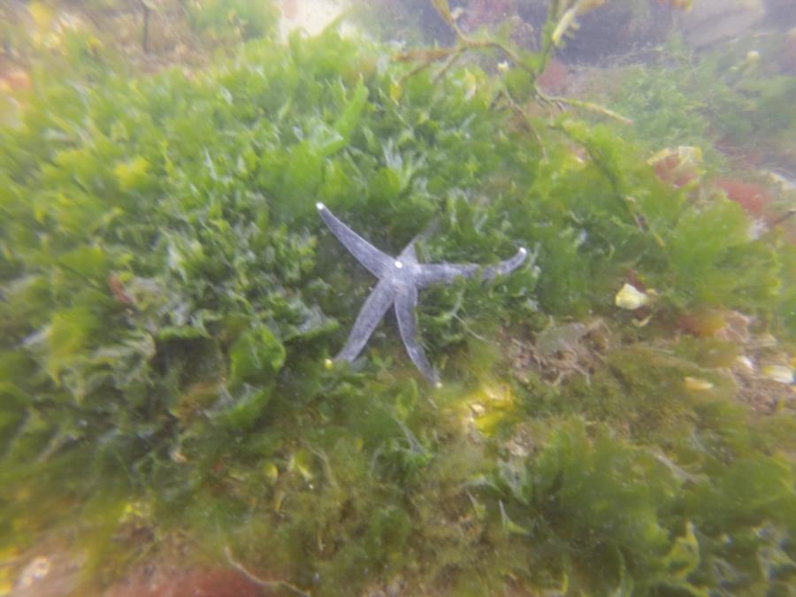 Starfish in Smitty’s Cove (Whittier, AK 04/09/2017)