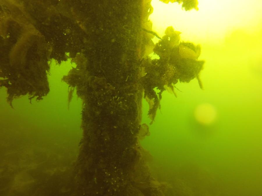 Tube Worms in Smitty’s Cove (Whittier, AK 04/09/2017)