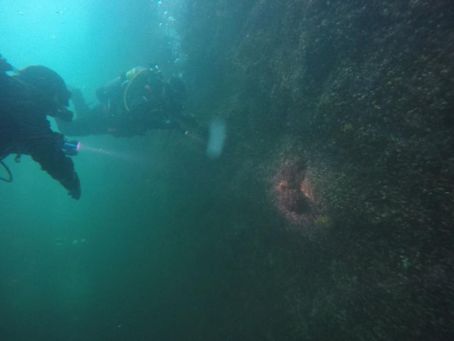 Looking at an Octopus in Seward, AK