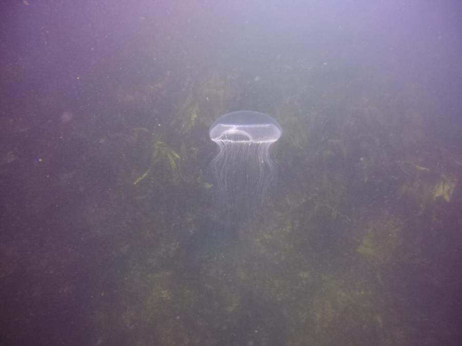 Jellyfish in Seward, AK