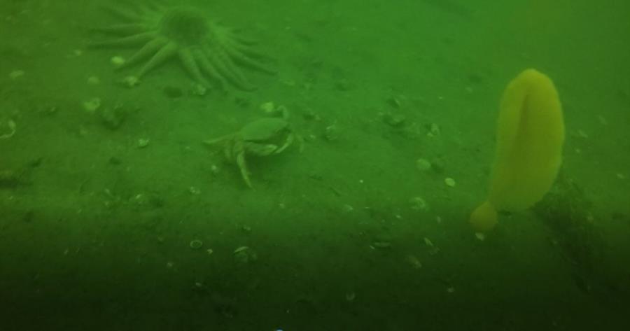 Dungeness and Some Sea Life at Sunshine Cove in Juneau, AK (09/16/2017)