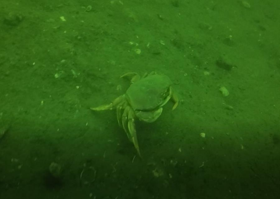 Dungeness Crab at Sunshine Cove, AK (09/16/2017)