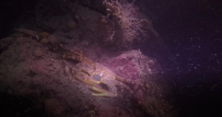 King Crab at Ann Coleman in Juneau, AK (09/17/2017)