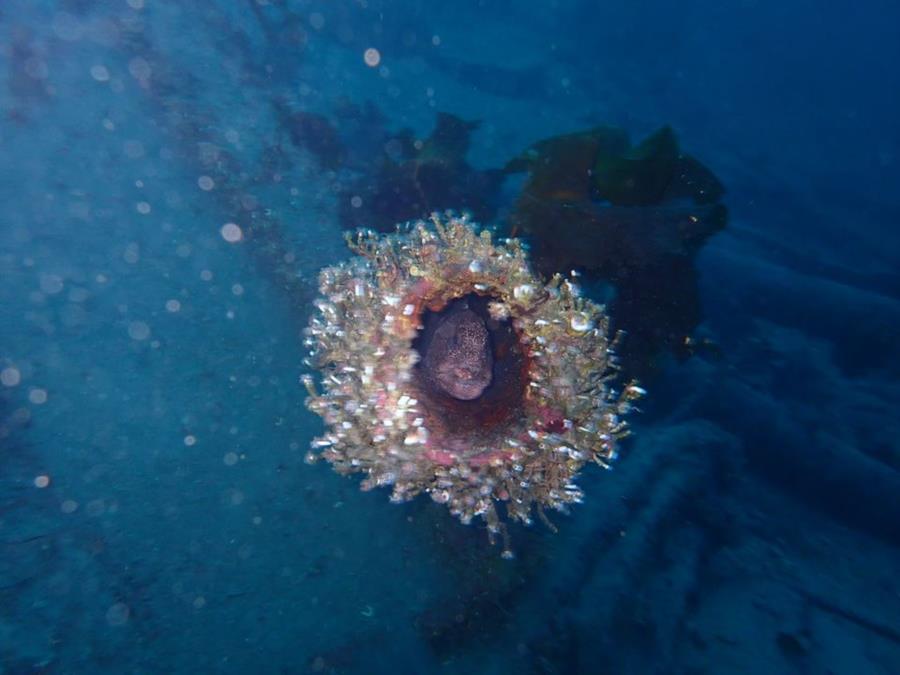 Wolf Eel in Pipe at Smitty’s Cove in Whittier, AK (01/20/2018)