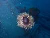 Wolf Eel in Pipe at Smitty’s Cove in Whittier, AK (01/20/2018)