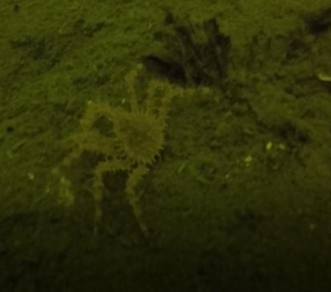 Baby King Crab at Auke Rec in Juneau, AK (06/09/2018)