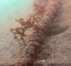 Decorator Crab at Auke Rec in Juneau, AK (06/09/2018)