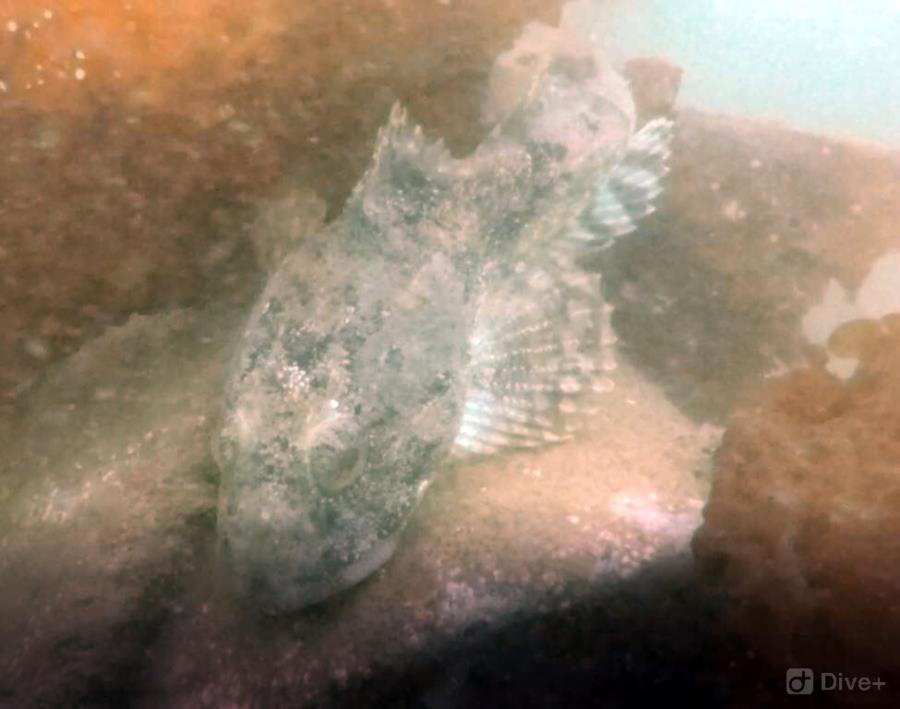 Sculpin at Auke Rec in Juneau, AK (06/09/2018)