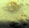 Hermit Crab and Baby Dungeness Crab at Auke Rec in Juneau, AK (06/09/2018)