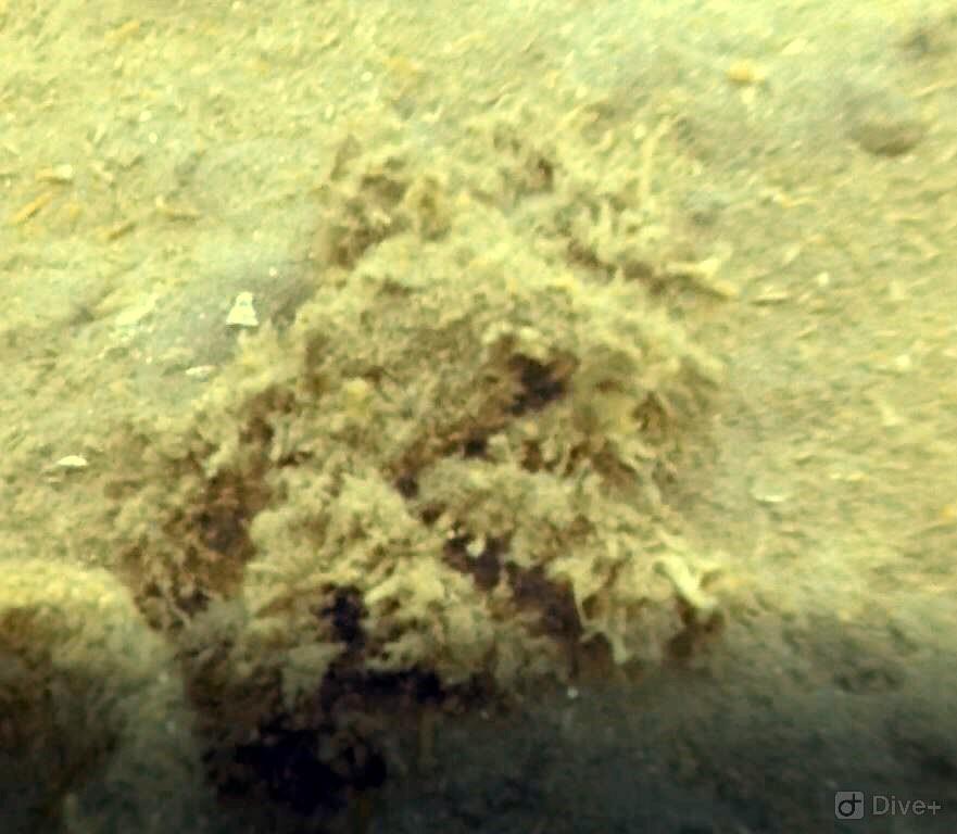 Well Camouflaged Decorator Crab at Auke Rec in Juneau, AK (06/09/2018)