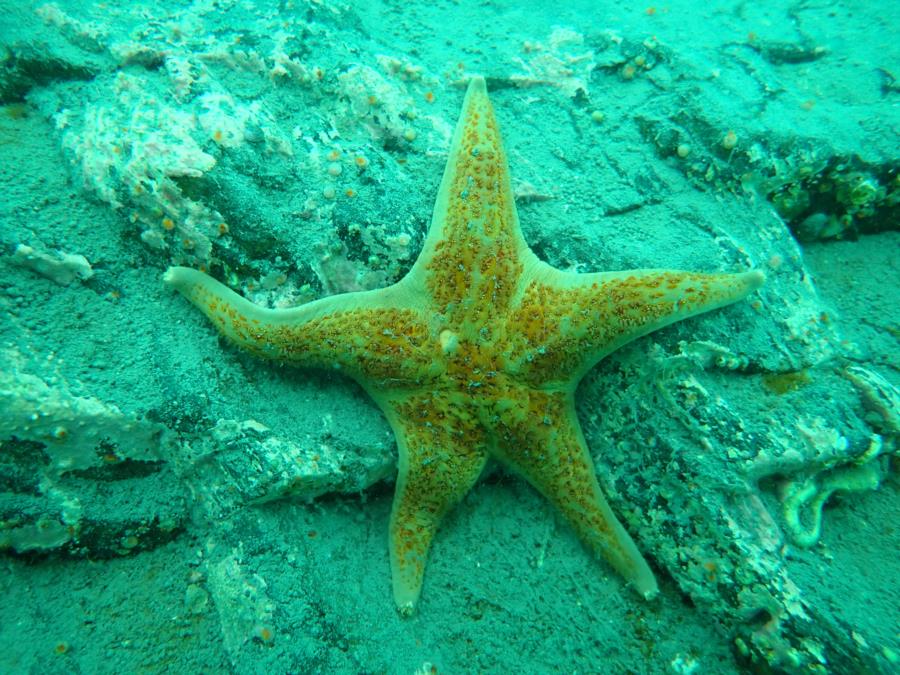 Starfish at Smitty’s Cove in Whittier, AK (08/08/2020)