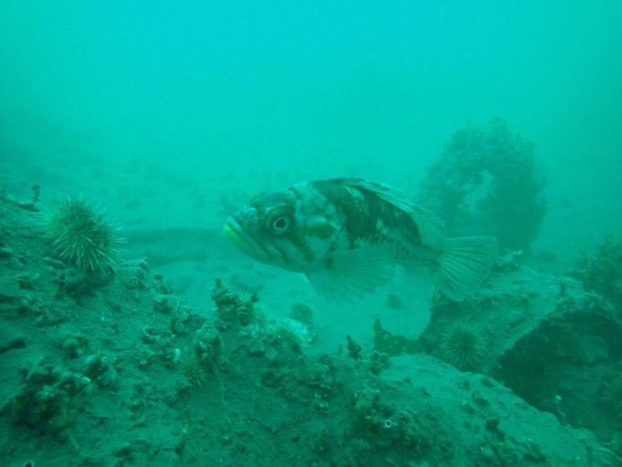 Fish at Smitty’s Cove in Whittier, AK (08/08/2020)