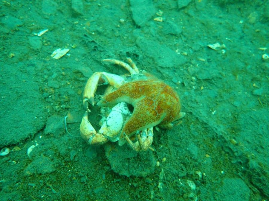 Starfish Feasting on a Crab in Smitty’s Cove in Whittier, AK (08/09/2020)