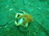 Starfish Feasting on a Crab in Smitty’s Cove in Whittier, AK (08/09/2020)