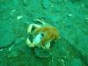 Starfish Feasting on a Crab in Smitty’s Cove in Whittier, AK (08/09/2020)