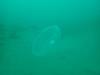 Jellyfish at Smitty’s Cove in Whittier, AK (08/09/2020)