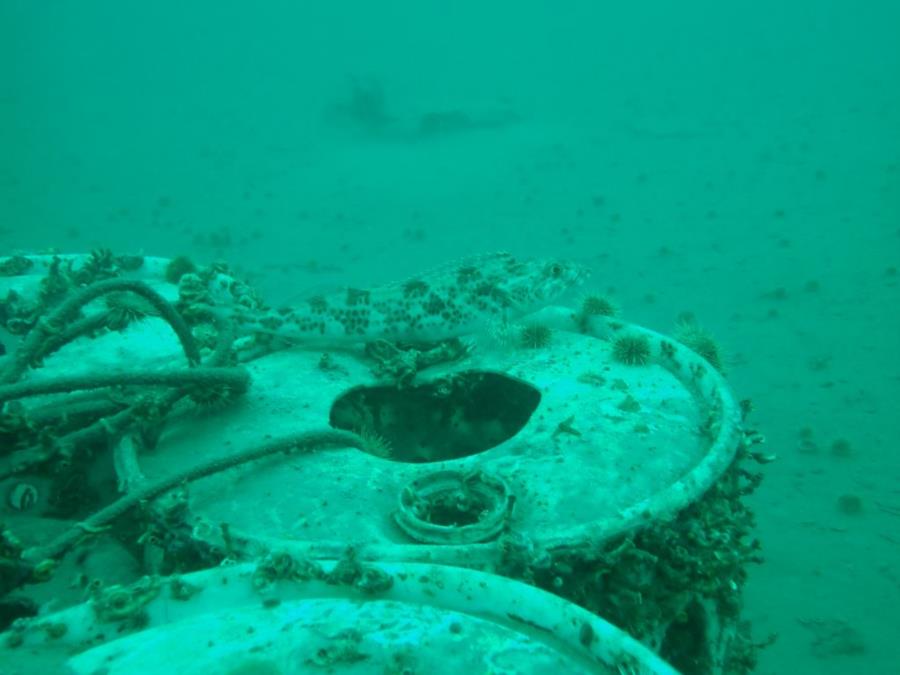 Fish on an Artifical Reef at Smitty’s Cove in Whittier, AK (08/09/2020)